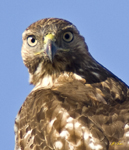 Red Tailed Hawk 1417